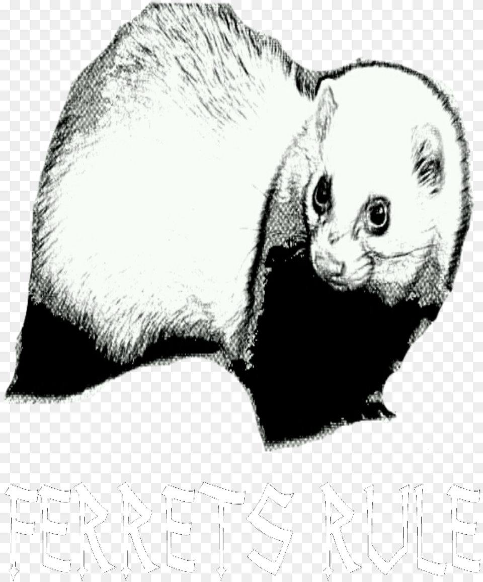 Ferret, Animal, Mammal, Baby, Person Free Transparent Png