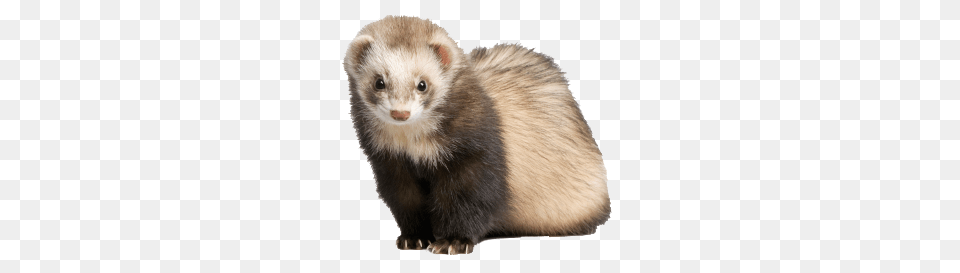 Ferret, Animal, Mammal, Rat, Rodent Free Transparent Png