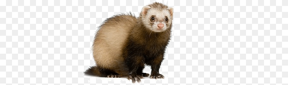 Ferret, Animal, Mammal, Rat, Rodent Png Image