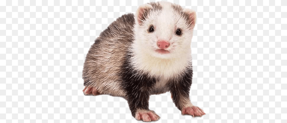 Ferret Background Image Farriot Animal, Mammal, Rat, Rodent Png