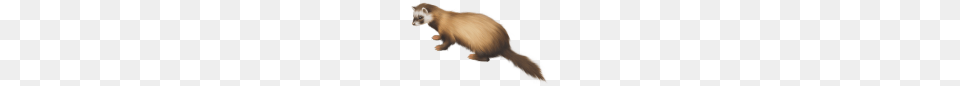 Ferret Clip Art, Animal, Mammal, Fish, Sea Life Free Png