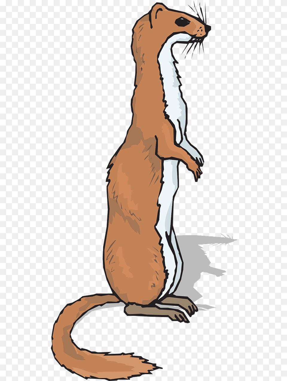 Ferret Clipart, Mammal, Animal, Person, Adult Png Image