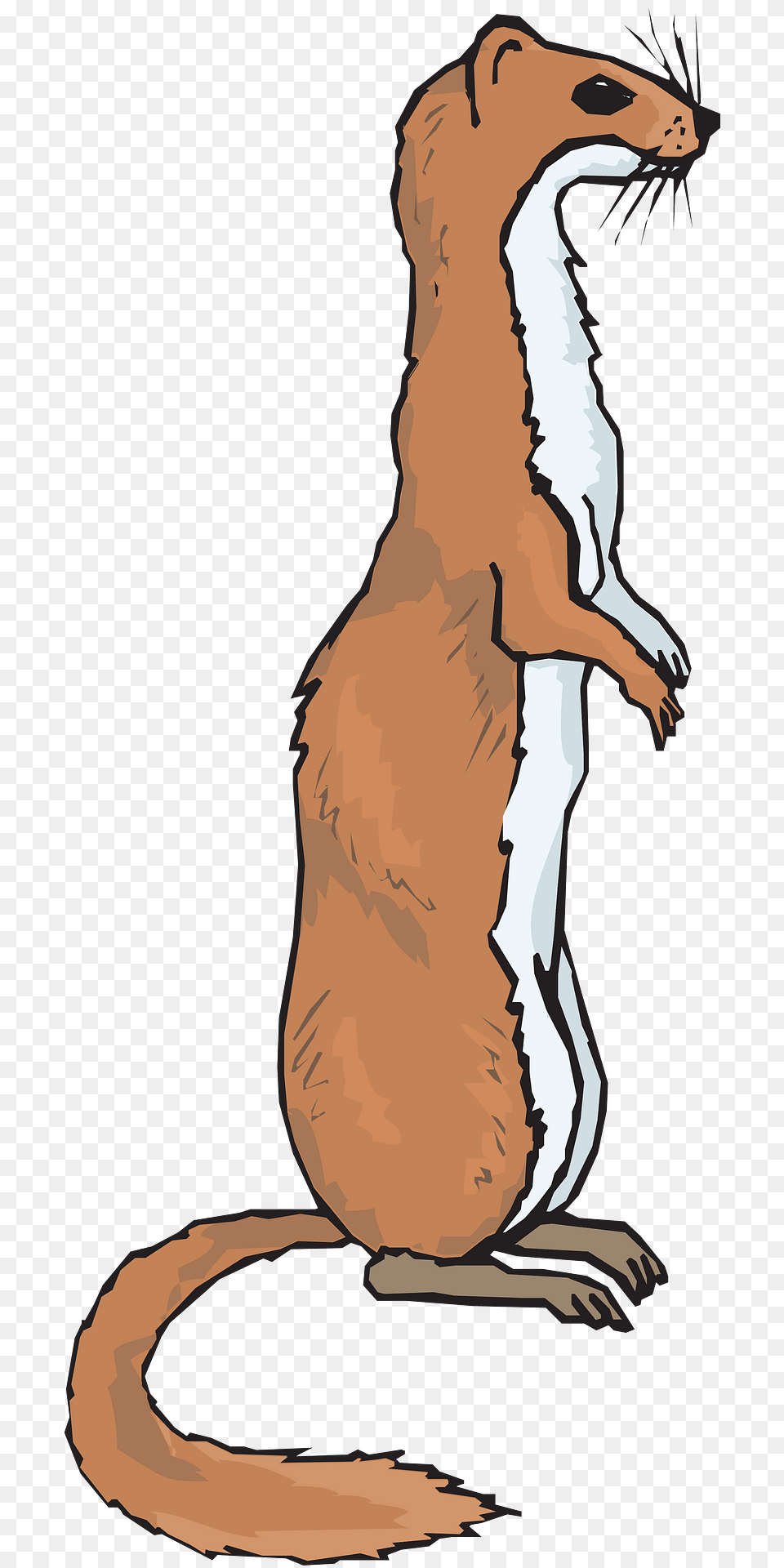 Ferret Clipart, Animal, Mammal, Person, Wildlife Png