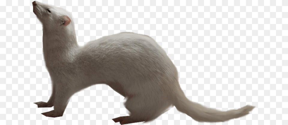 Ferret Clipart Transparent Ferret Without Background, Animal, Mammal, Fish, Sea Life Png
