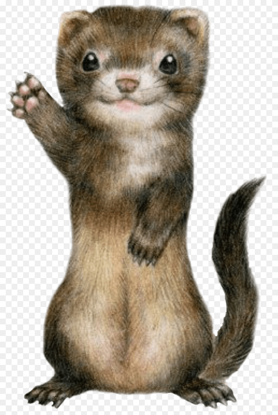 Ferret Cute Freetoedit Ferret Kawaii, Animal, Mammal, Rat, Rodent Free Png