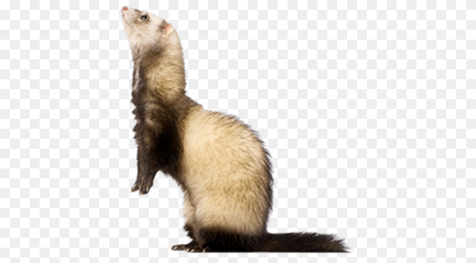 Ferret Dlpngcom Ferrets, Animal, Mammal, Rat, Rodent Free Transparent Png
