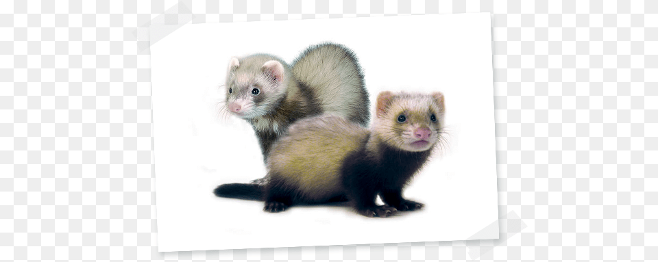 Ferret Hamiform Ferret, Animal, Mammal, Rat, Rodent Png