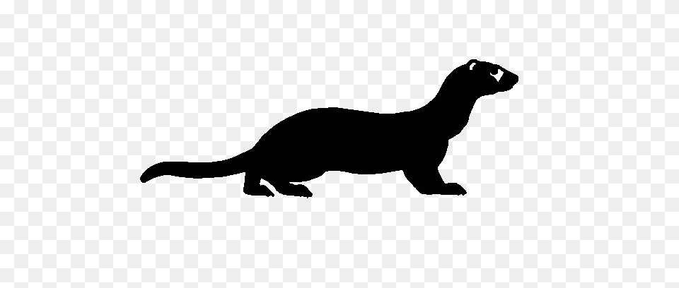 Ferret Image Background Arts, Animal, Kangaroo, Mammal, Wildlife Free Transparent Png