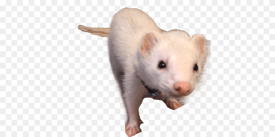 Ferret With No Ferret, Animal, Mammal, Rat, Rodent Png Image