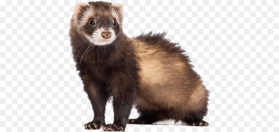 Ferret Pet, Animal, Mammal, Rat, Rodent Free Png Download
