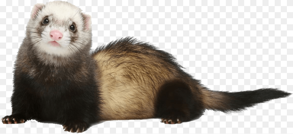 Ferret Photo Ferret Without Background, Animal, Mammal, Rat, Rodent Free Transparent Png