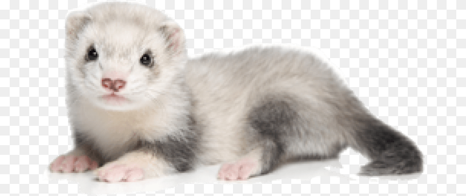 Ferret Picture White And Gray Ferret, Animal, Mammal, Canine, Dog Png