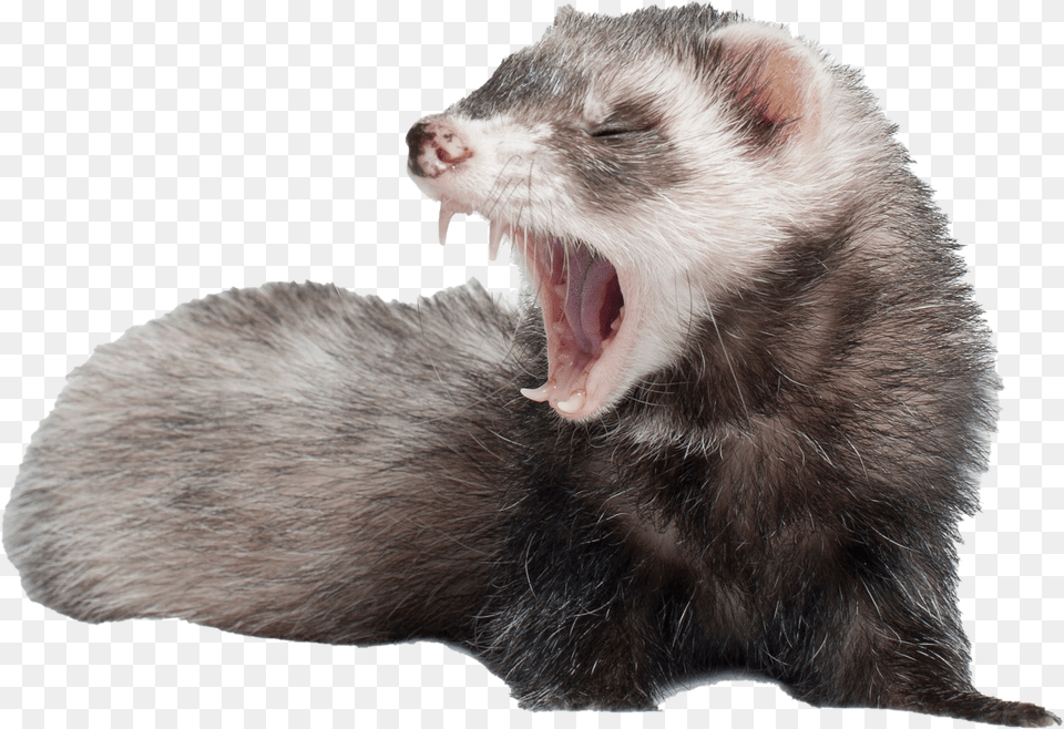 Ferret Screaming, Animal, Mammal, Cat, Pet Free Transparent Png