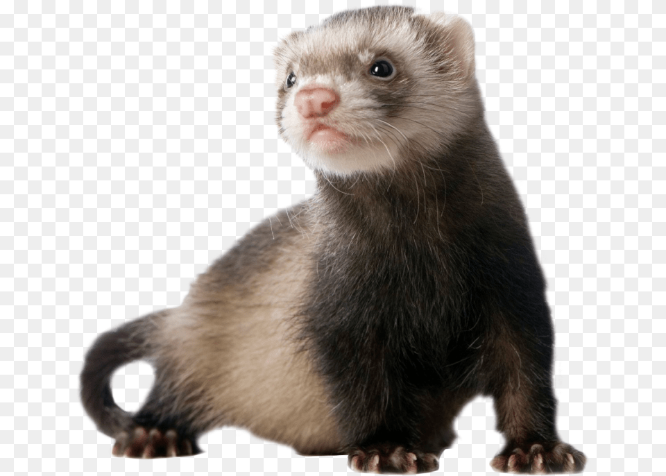 Ferret Standing Image Transparent Ferret, Animal, Mammal, Rat, Rodent Png