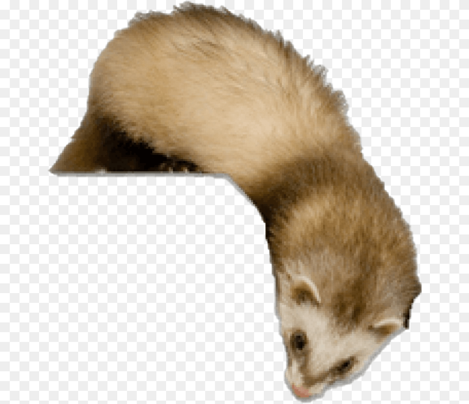 Ferret Animal, Mammal, Baby, Person Free Transparent Png