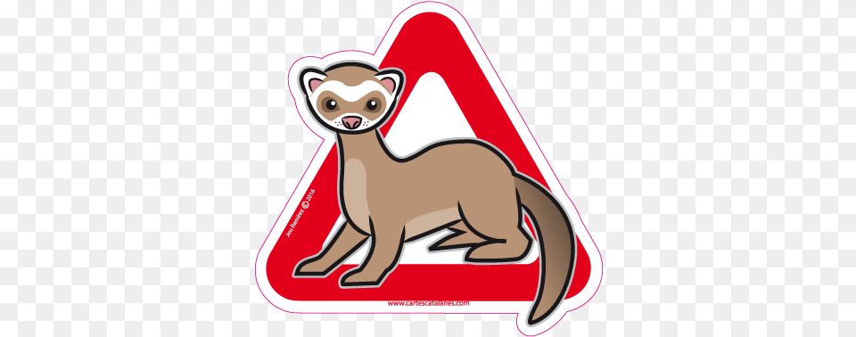 Ferret Animal, Mammal, Face, Head Free Transparent Png