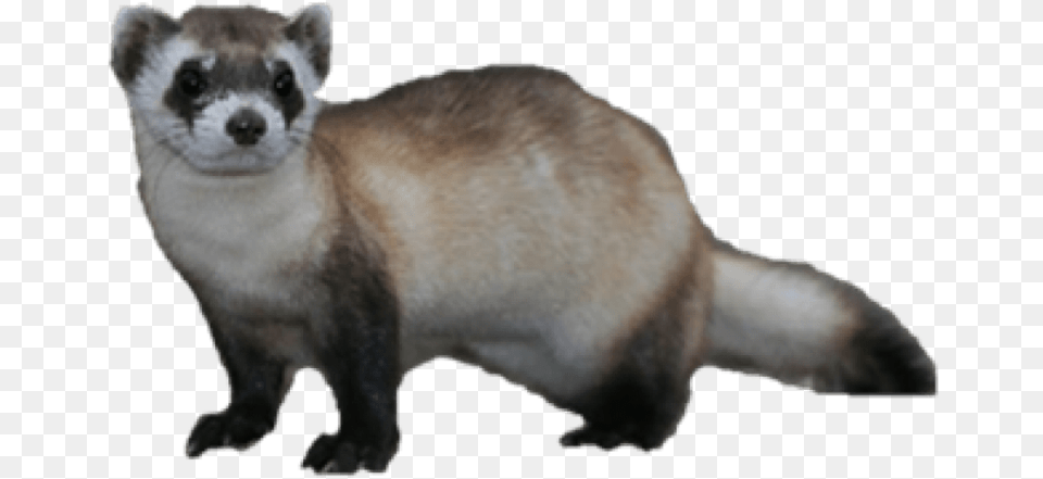 Ferret Transparent Black Footed Ferret, Animal, Mammal, Cat, Pet Png Image