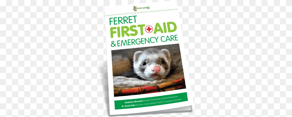 Ferret World Ferretworld Twitter Ferret, Animal, Mammal, Rat, Rodent Png Image