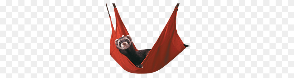 Ferrets Archives, Furniture, Animal, Hammock, Mammal Free Png