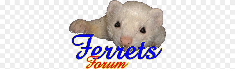 Ferrets Forum Ferret Flea Control Welcome Mr Personalized Custom Cake Topper Cake Decoration, Animal, Mammal, Rat, Rodent Free Png Download