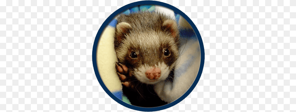 Ferrets Treated In Collinsville Collinsville, Animal, Ferret, Mammal, Rat Png Image