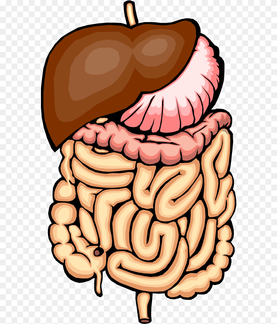 Ferris Wheel Clip Art Digestion A Chemical Change, Food, Nut, Plant, Produce Free Png Download