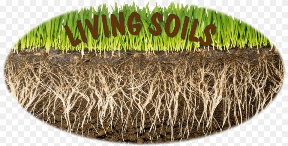 Fertilizer Land, Grass, Plant, Root, Soil Png Image