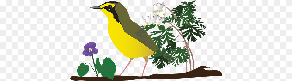 Festival Of Birds Welcome Birders Yellow Bird In Tree, Animal, Leaf, Plant, Flower Png
