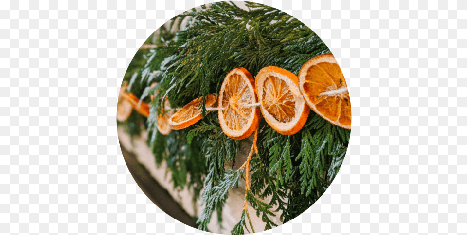 Festive Holiday Decor How To Make A Citrus Cedar Garland, Citrus Fruit, Food, Fruit, Orange Png Image