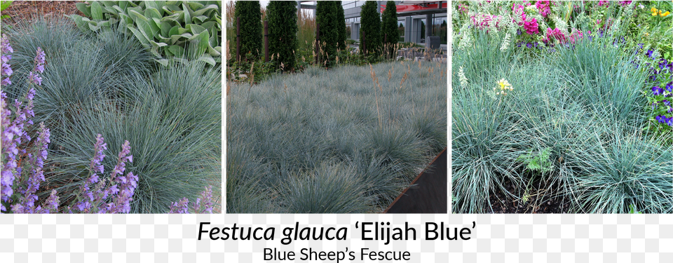 Festuca Glauca Elijah Blue Plugs, Vegetation, Plant, Grass, Flower Free Png Download