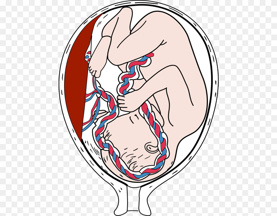 Fetus Placenta Pregnancy Infant Embryo, Baby, Person, Balloon Png Image