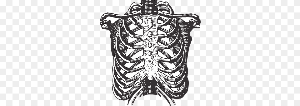Fetus Ribs Body Part, Person, Torso Free Transparent Png