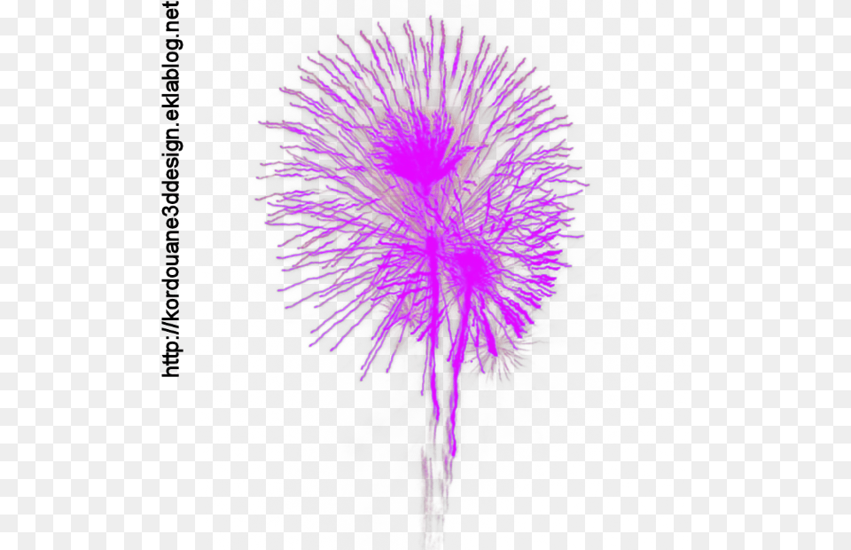 Feu D39artifice Flower, Fireworks, Plant Free Transparent Png