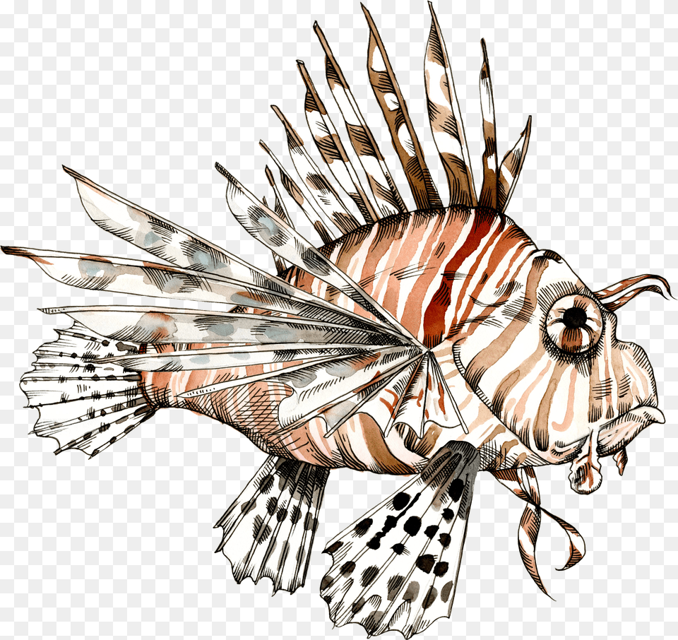 Feuerfisch Illustration Lionfish, Gray Png