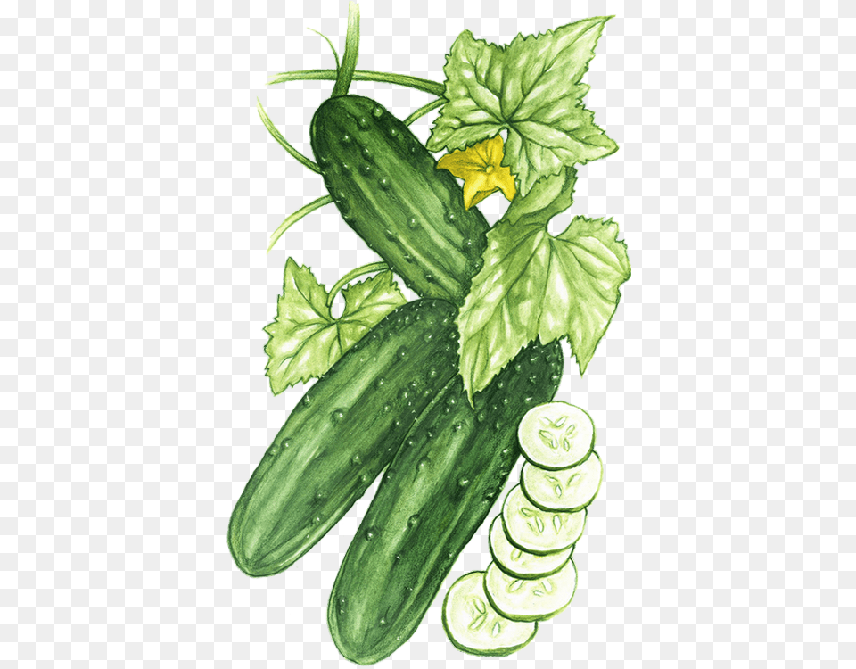 Feuille De Concombre Dessin, Cucumber, Food, Plant, Produce Free Png