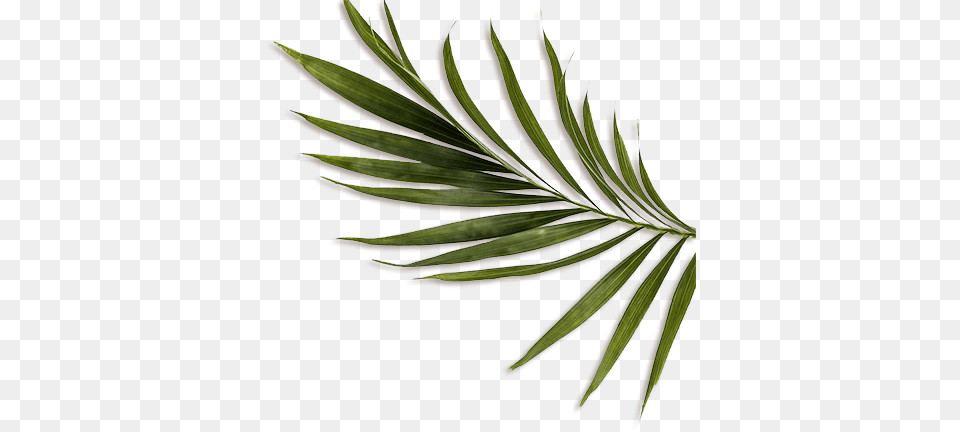 Feuille Decoration Feuille Jungle, Leaf, Tree, Plant, Herbal Png