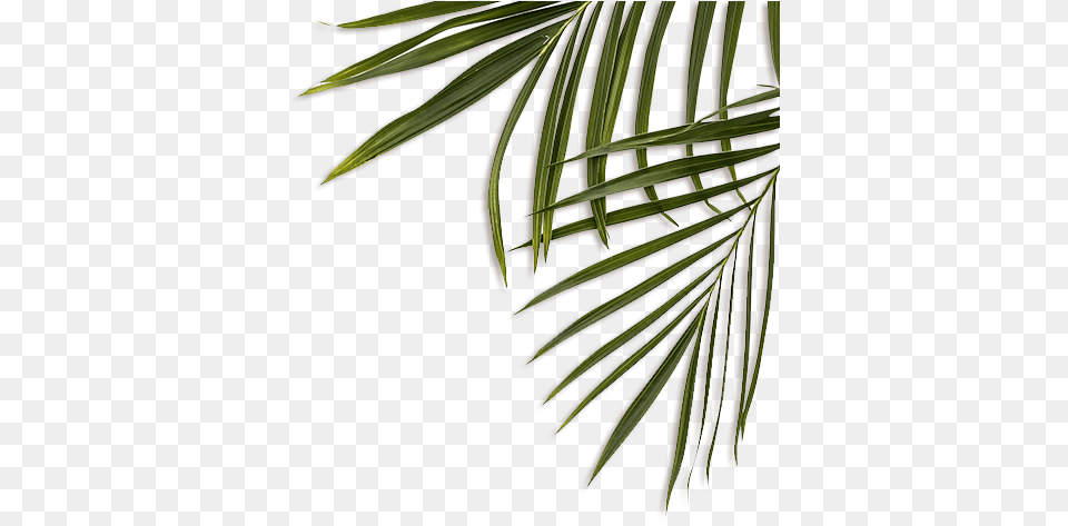 Feuille Decoration Transparent Jungle Plant, Vegetation, Tree, Palm Tree, Leaf Free Png Download