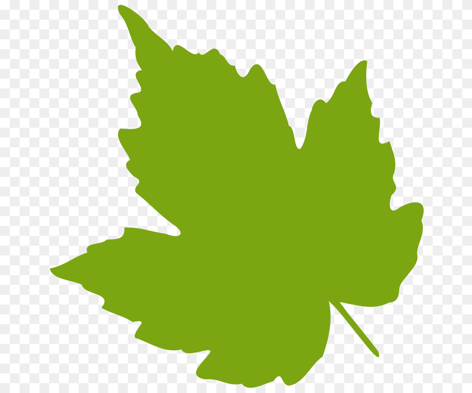 Feuille Leaf, Plant, Maple Leaf, Person, Tree Png