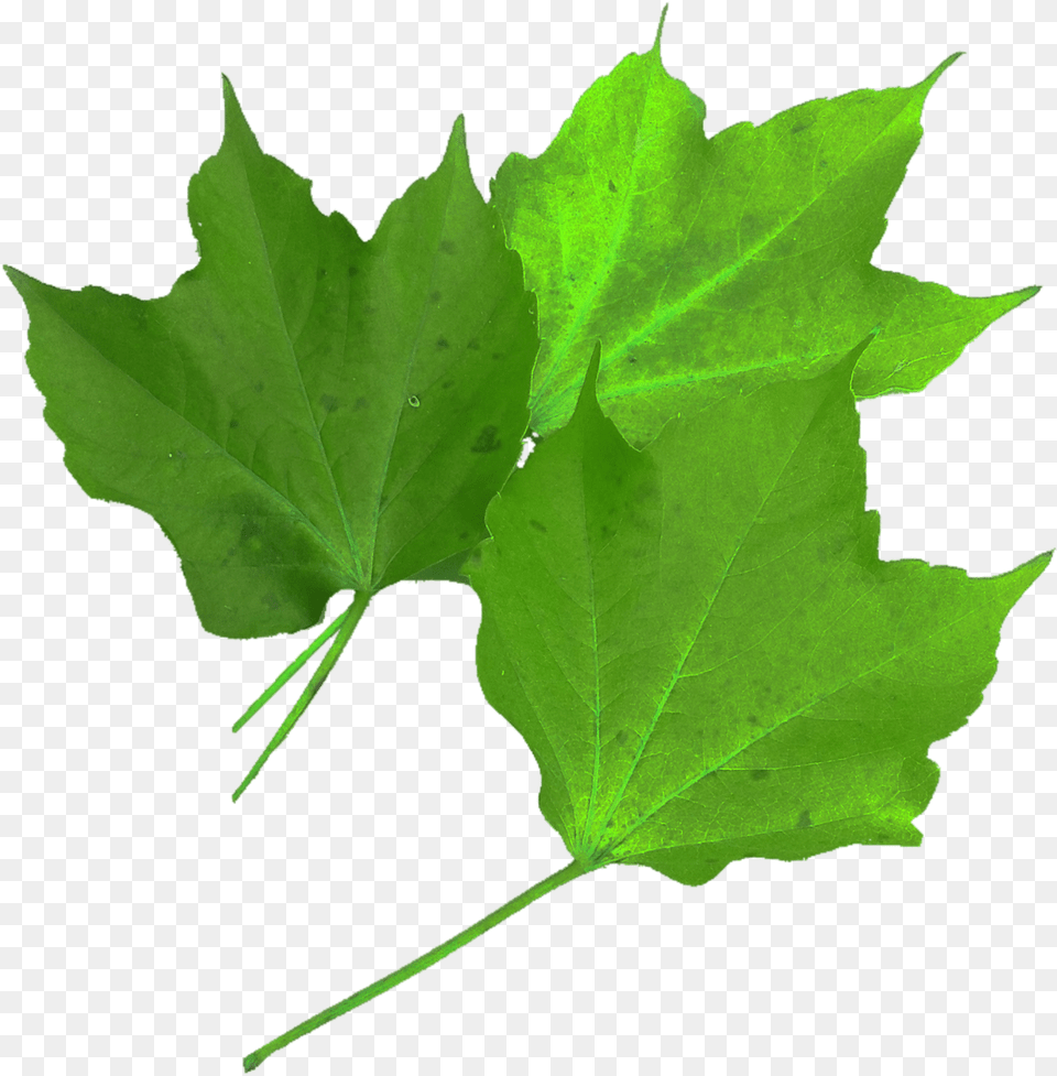 Feuille Rouge D Automne, Leaf, Plant, Tree, Maple Png