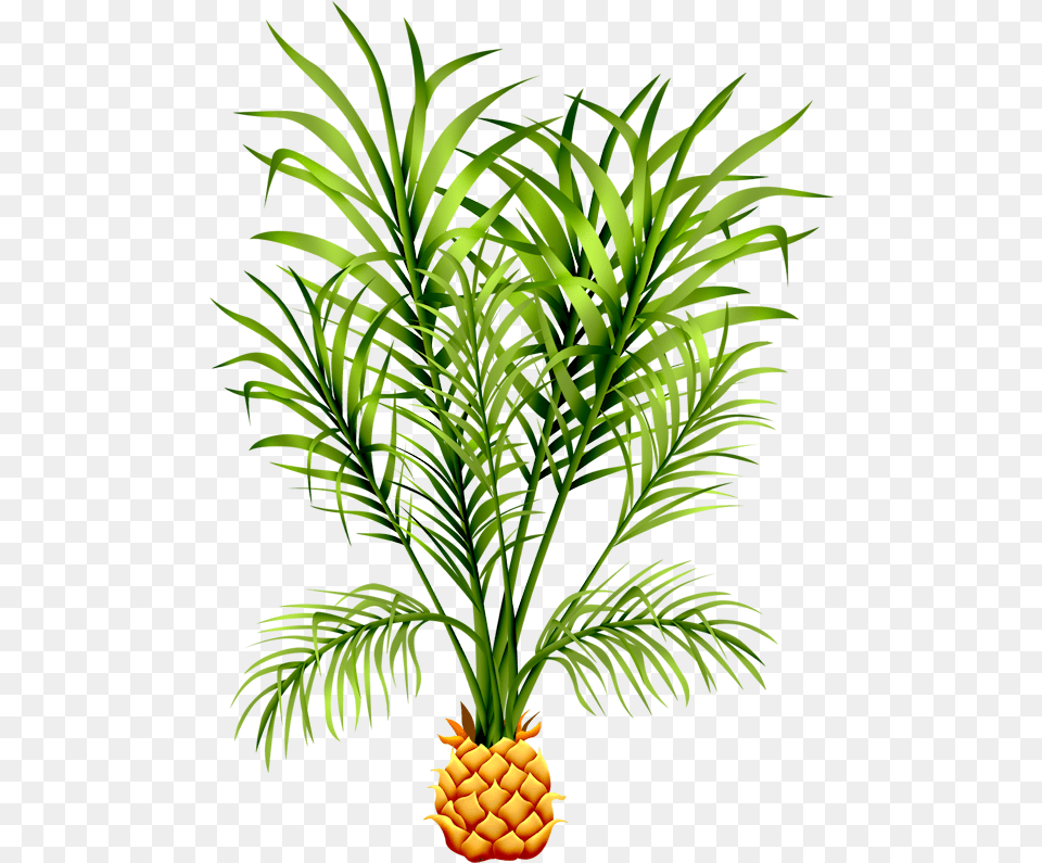 Feuilles Ananas, Food, Fruit, Pineapple, Plant Free Transparent Png