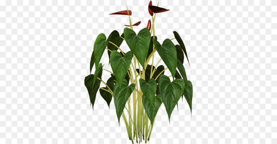 Feuilles Branches Arbres Psp Tubes The Fall Liveinternet, Flower, Plant, Anthurium, Leaf Free Png