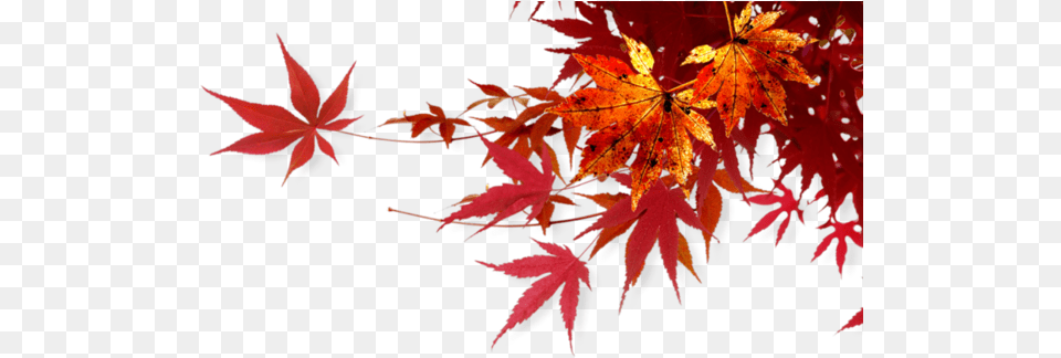 Feuillespng Folhas De Outono Caindo, Leaf, Maple, Plant, Tree Free Png