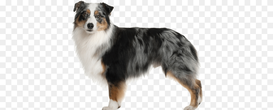Few Breeds Are More At 39home On The Range39 Than The Australian Shepherd Jpg Cartoon, Animal, Canine, Collie, Dog Png