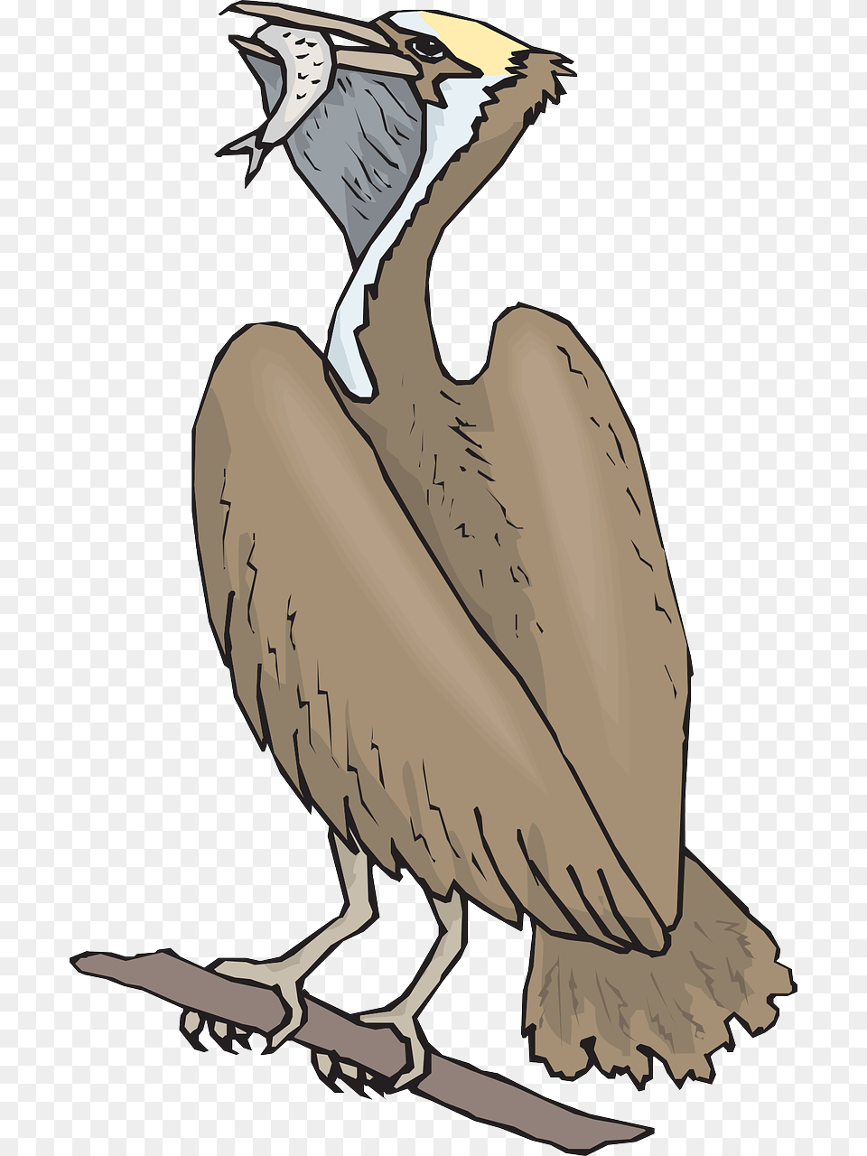 Fgel Som Ter Fisk, Animal, Bird, Vulture, Beak Free Png Download