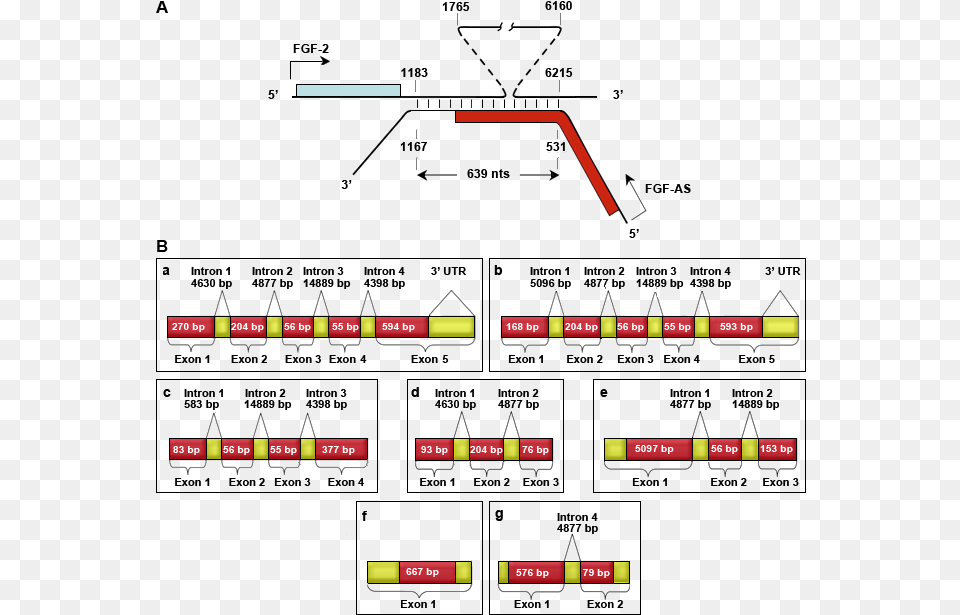 Fgf 2 And Nudt6 Genes Overlap At 339 Ends And The Mrnas Diagram, Chart, Plot Png