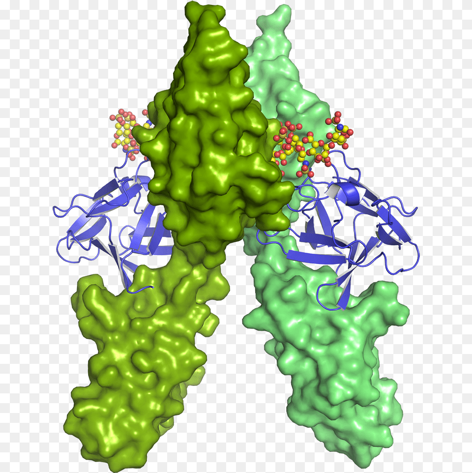 Fgf Basic Bound To Fgfr1 Heparin Complex Illustration, Art, Graphics, Green, Pattern Png
