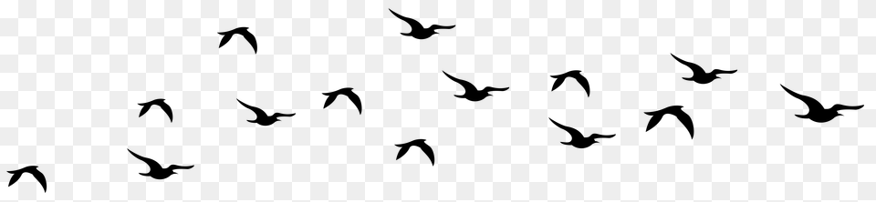 Fi Bird Silhouette Birds And Art, Animal Free Png