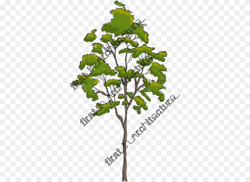 Fia Trees Elevation Gambel Oak, Plant, Tree, Sycamore, Green Free Png Download