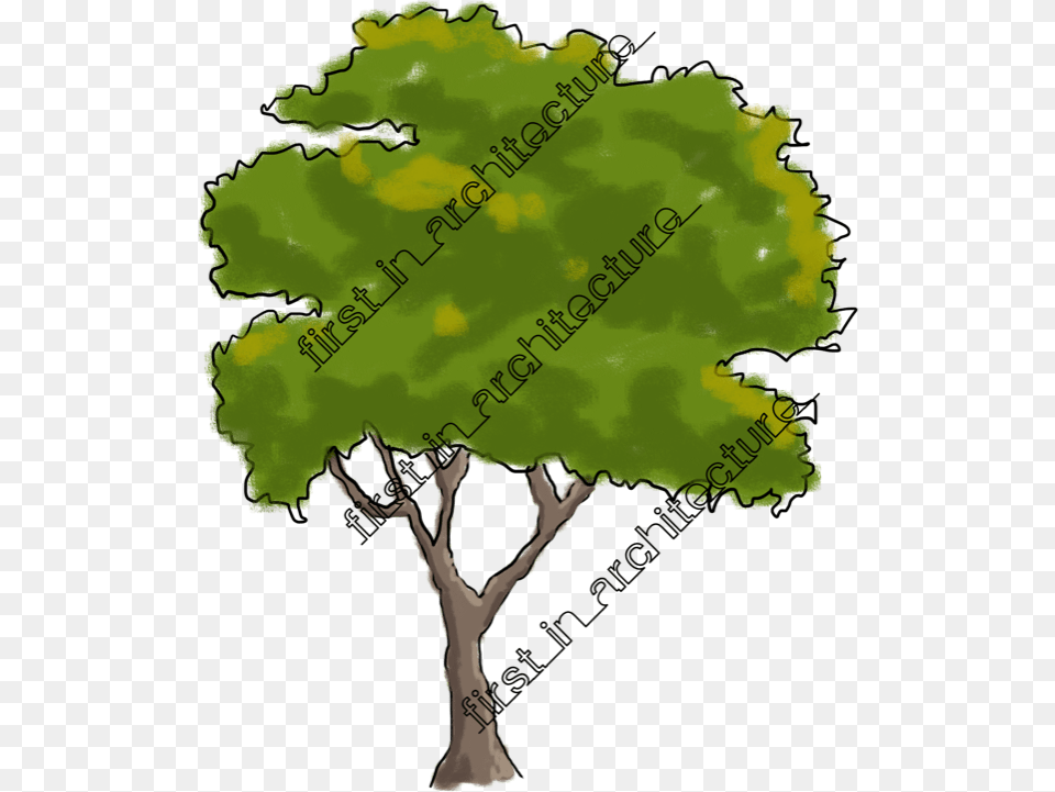 Fia Trees Elevation Tree, Plant, Oak, Sycamore, Vegetation Free Png Download