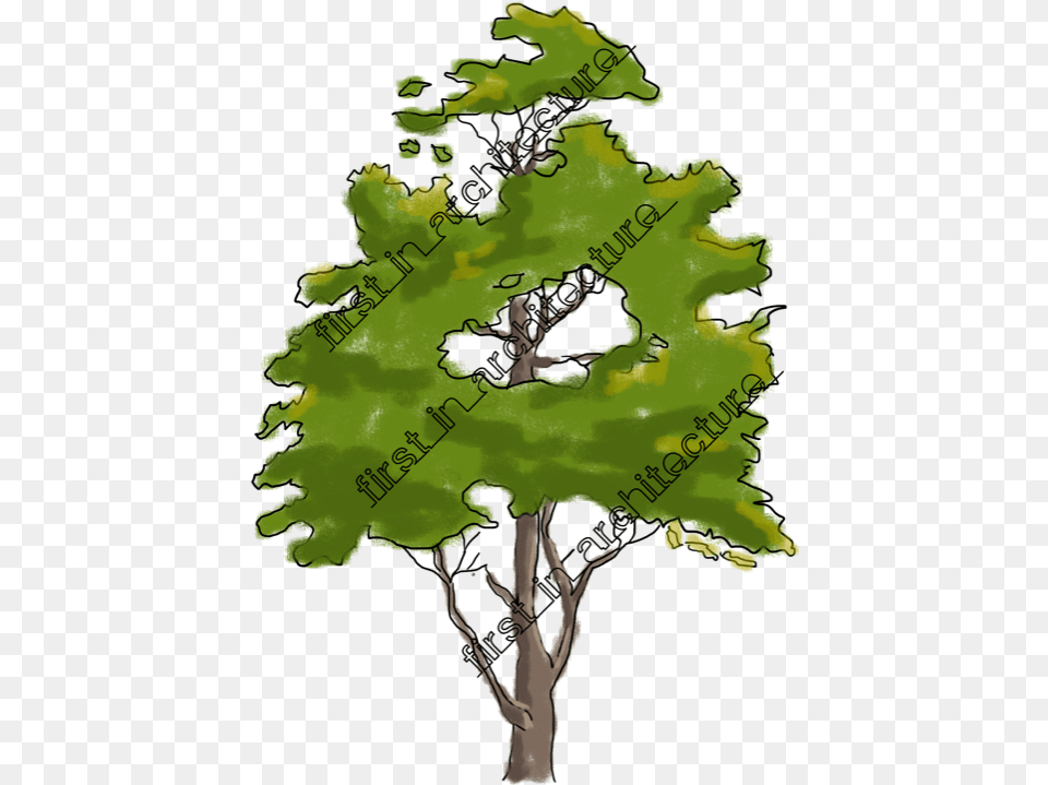 Fia Trees Elevation Tree In Elevation For Photoshop, Plant, Vegetation, Sycamore, Oak Free Png Download